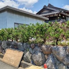 🍓 剪定 💈  🌳お庭✂️再生🙂          - 地元のお店