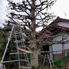 🍓 剪定  お庭再生🙂 植木🪚✂️作業💈         − 岐阜県