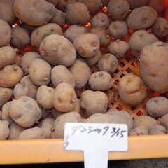 秋植えじゃがいもまだOKだと思います、春取りに芽が出たので差し上...