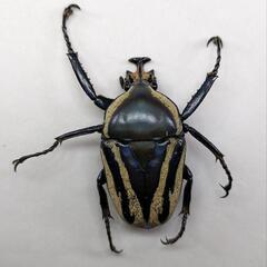 シロヘリミドリツノカナブン　3齢幼虫　5頭セット