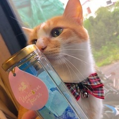 引っ越し先がペット不可の為