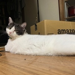 ハチワレくん
