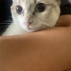 目が青い猫ちゃん