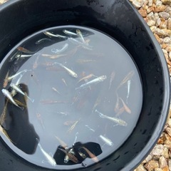 受渡し者決定ミックスメダカ　60匹の画像