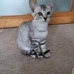 甘えん坊な♂♀キョーダイの新しい家族募集です☆