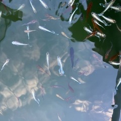 受渡し者決定ミックスメダカ　60匹の画像