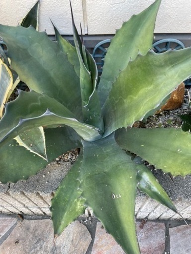 アガベ　特大　サルミアナ　フェロックス