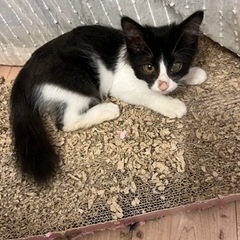 綺麗なハチワレ長毛になるかも？