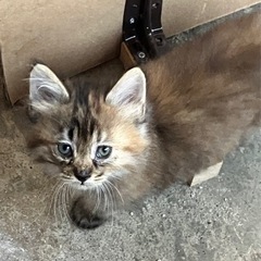 ※問合せ多数のため一旦受付停止中※代理投稿　子猫ちゃん里親募集 - 備前市