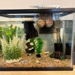 メダカミックス水槽セット