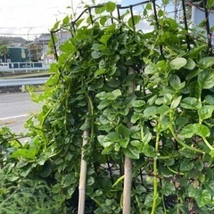 無農薬　ツルムラサキ　お求め後収穫　 バケツいっぱい600円　約...