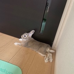 うさぎ　ネザーランドドワーフ1歳男の子　里親募集
