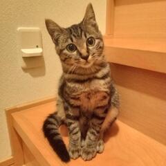 キジトラ①　仔猫の里親さん募集中　トライアル中☆