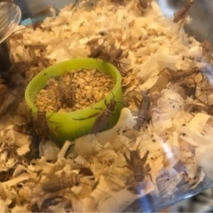 イエコオロギS〜SMサイズ　100匹程度