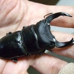 福岡県産オオクワガタ ♂75ミリ ♀50ミリ ペアの画像