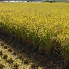 お話し中　令和5年　兵庫県産　ヒノヒカリ　減農薬　くず米　20キ...