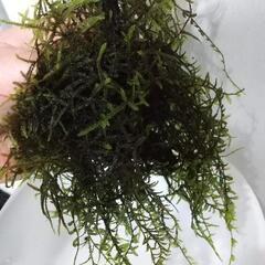 【淡路島】 無農薬 ウィローモス🌿　