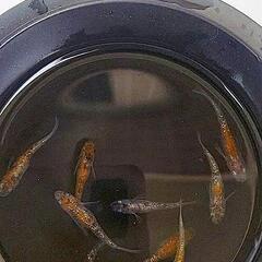 メダカ  3色ラメ 