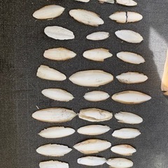 イカの甲羅　イカの骨　カルトボーン　カルトボーン カットルボーン...