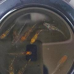 メダカ   サボラメ