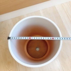 胡蝶蘭の鉢植えの画像