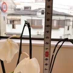 胡蝶蘭の画像