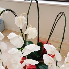 胡蝶蘭の画像