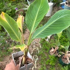 チュウキンレン　観葉植物　②