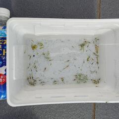 ミナミヌマエビ画像個体すべて　その「1」の画像