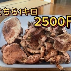 天然きのこ　さくらしめじ