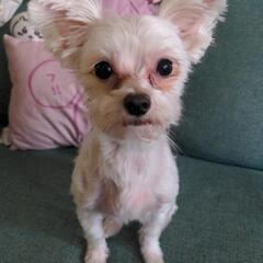 急ぎます!mix犬８歳女の子