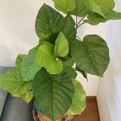 人工観葉植物の画像