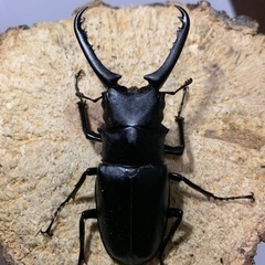 ギラファノコギリクワガタ　新成虫トリオの画像