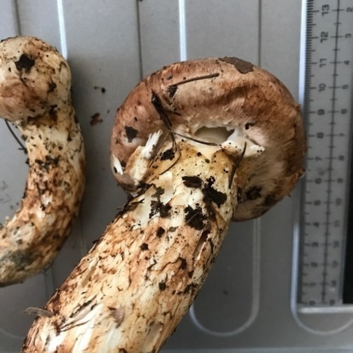 北海道　松茸　500g ② tsubomi04.jpg