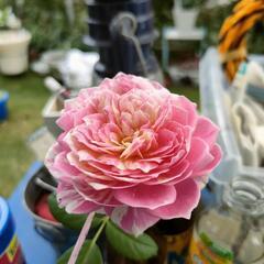 鉢上げ済　薔薇の挿し木苗
