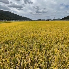 予約お米（ヒノヒカリ）買ってくださる方はいませんか？