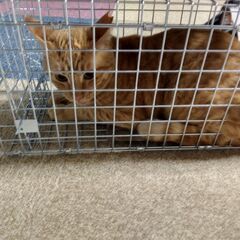 捕獲出来ました！家出中の猫の捕獲の仕方　