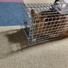 捕獲出来ました！家出中の猫の捕獲の仕方　 - 大牟田市