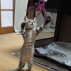 熊本県（宇城市）から里親募集♪です!