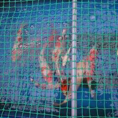 観賞魚 錦鯉 金魚  錦鯉10匹