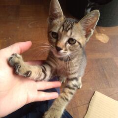 野良猫に追われて逃げ込んできた子猫！すごく人懐っこいです♪甘えん...