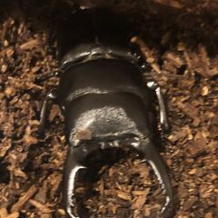 【本土ヒラタクワガタ　新成虫ペア（♂６１.０　♀フリー）】