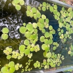 メダカ浮草 アマゾンフロッグピット　15株