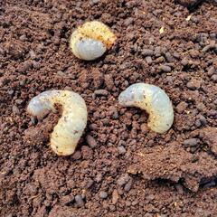 国産カブトムシの幼虫
