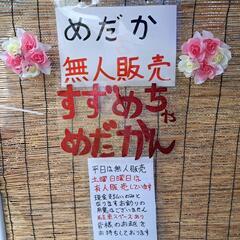 ☆すずめ園芸☆メダカ・山野草