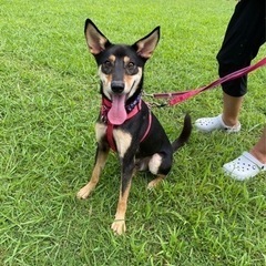 人と犬が大好き♡フレンドリーで吠えない！とっても賢いミックス犬の...