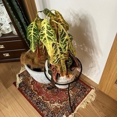 クロトン