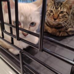保護猫の里親会開催！