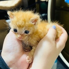 野良の産んだチャトラ