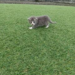 子猫　黒トラちゃん(グレーの子は里親様決まりました！)　生後3週...